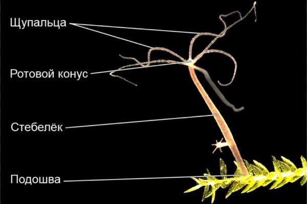 Скрытый интернет как войти